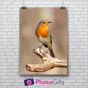 Portrait of a Red Robin bird sitting on an old tree branch with the background blurred out. The picture is hanging against a white painted brick wall and is being held in position by two black metal clips. All as produced by Photogifts.co.uk
