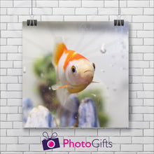 Load image into Gallery viewer, White painted brick wall with a square picture hanging by two metal clips. The picture is of a close up of a goldfish in an aquarium. The fish is main white but has a large patch of golden orange on the top of its head which goes all the way down its back to the tail. Under and to the back of the fish are some blueish fingers of rock and some green plants. All as produced by Photogifts.co.uk