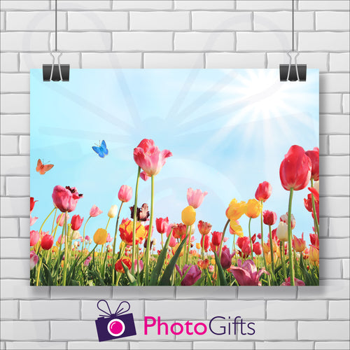 Landscape picture of a field of tulips in pinks, reds and yellows with butterflies flying around and a pale blue sky with the sun in the top right hand corner. The picture is hanging by two metal clips on a background of a white painted brick wall. As produced by Photogifts.co.uk